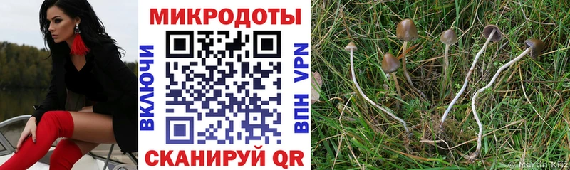 купить   Приморско-Ахтарск  Псилоцибиновые грибы Psilocybe 